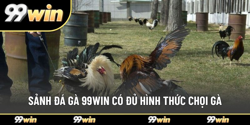 Sảnh đá gà 99WIN có đủ hình thức chọi gà