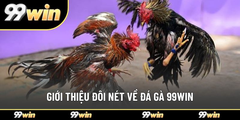 Giới thiệu đôi nét về đá gà 99WIN