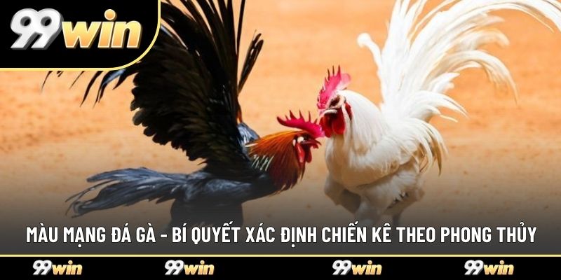 Màu Mạng Đá Gà - Bí Quyết Xác Định Chiến Kê Theo Phong Thủy