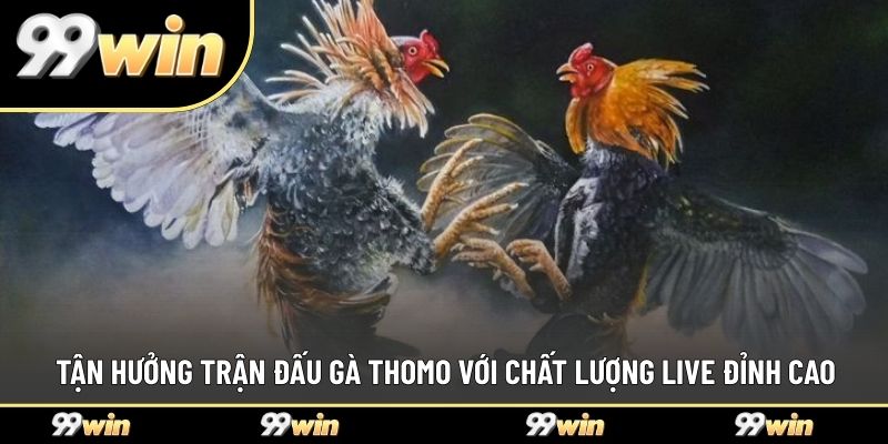 Tận hưởng trận đấu gà thomo với chất lượng live đỉnh cao