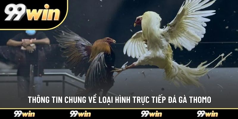 Thông tin chung về loại hình trực tiếp đá gà thomo