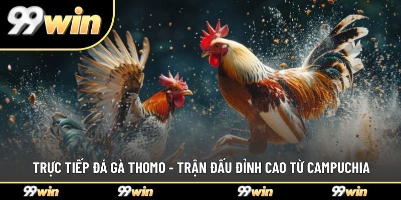 Trực Tiếp Đá Gà Thomo - Trận Đấu Đỉnh Cao Từ Campuchia